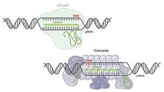 CRISPR Class 1