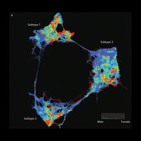 Graph showing subtypes of diabetes