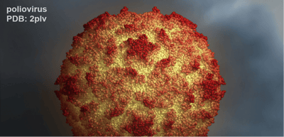 Engineered Polio Virus