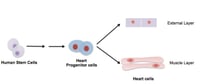 stem cells external layer human heart