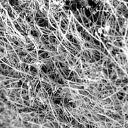 carbon nanofibers