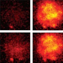 Real-Time Neural Imaging