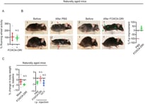 senescent cells aging