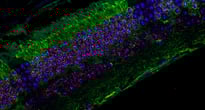 mice telomeres