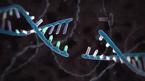CRISPR gene editing system