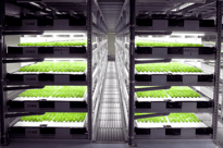 japan indoor farm