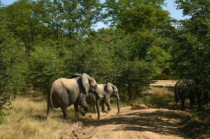 Elephants