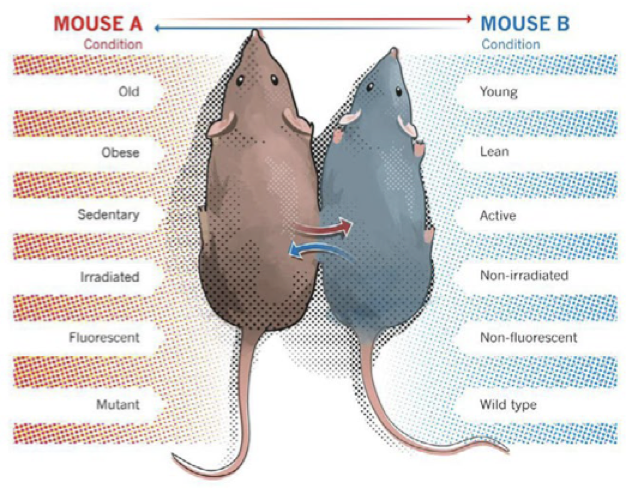 Mouse A and Mouse B