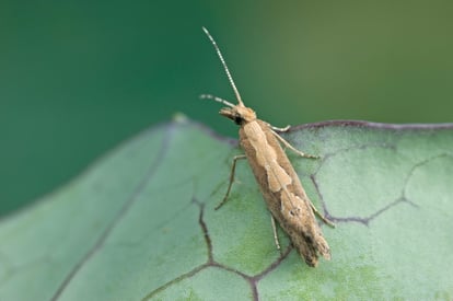 diamondback moth