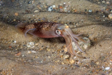 squid