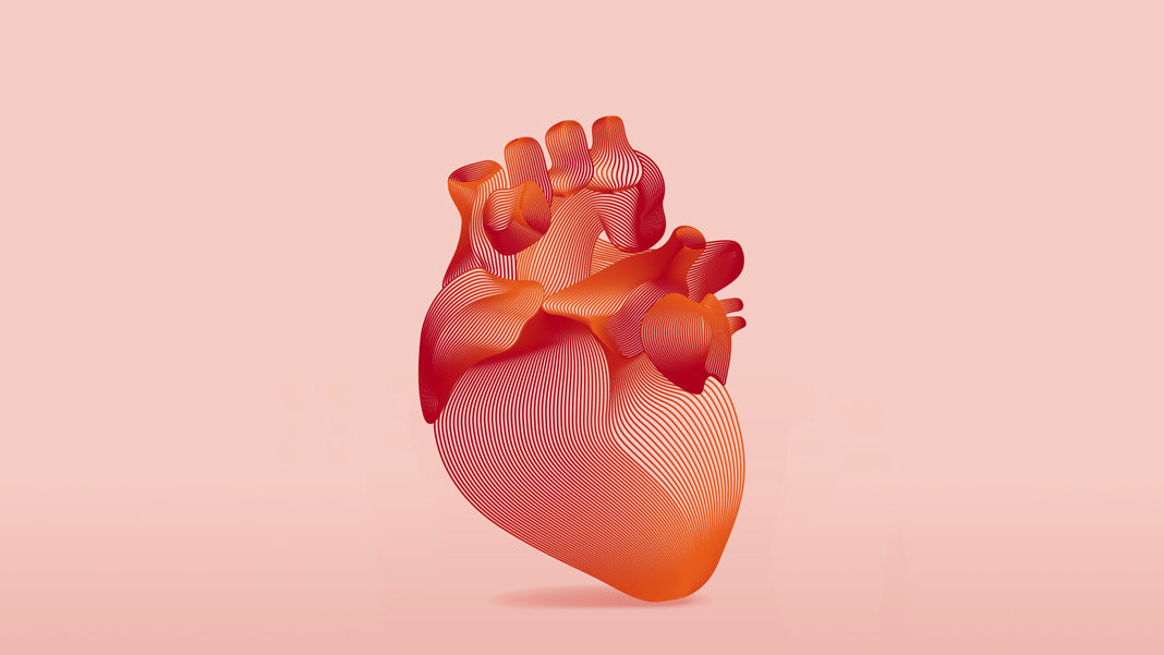line art drawing of human anatomical heart