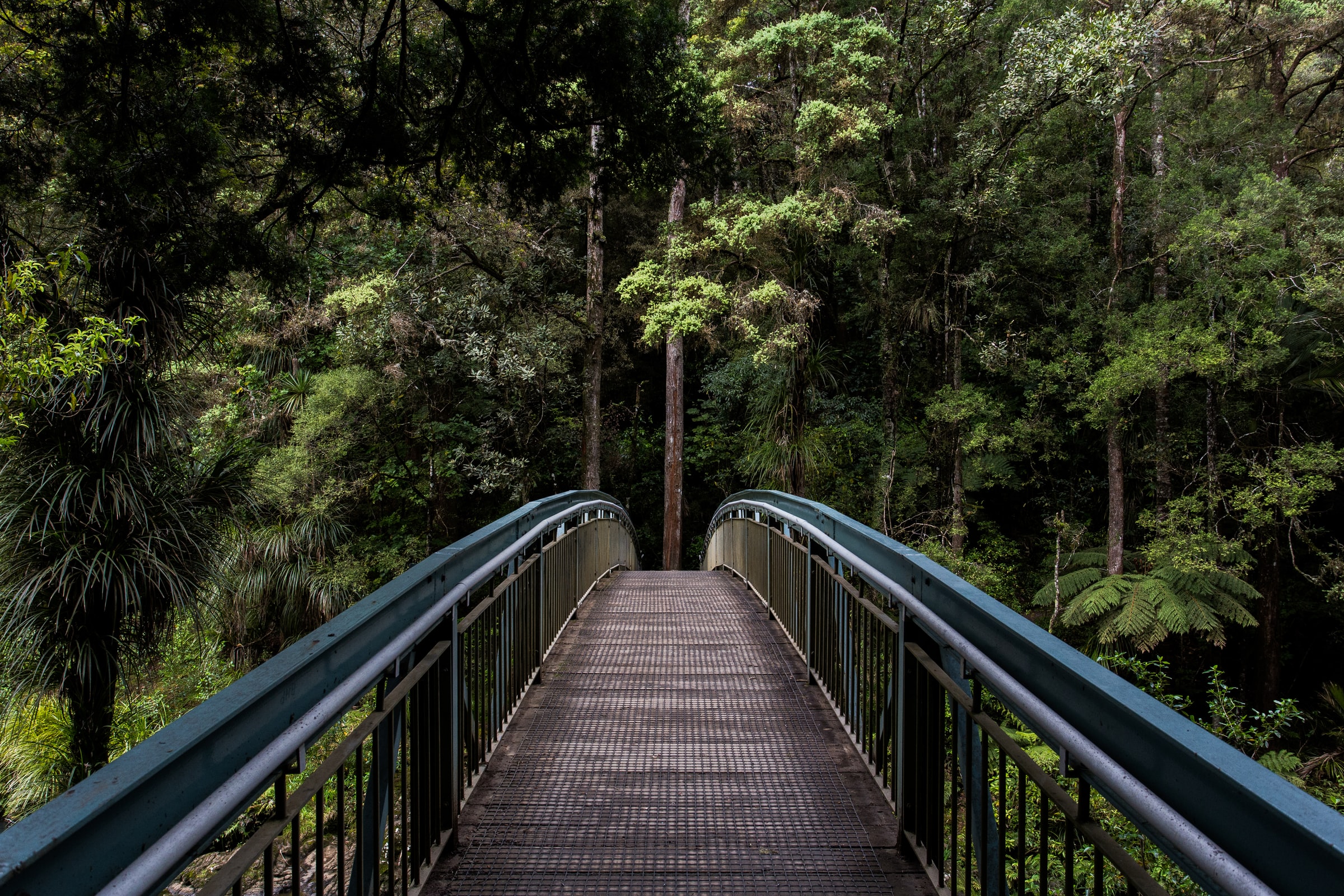 Whangarei Falls footbridge