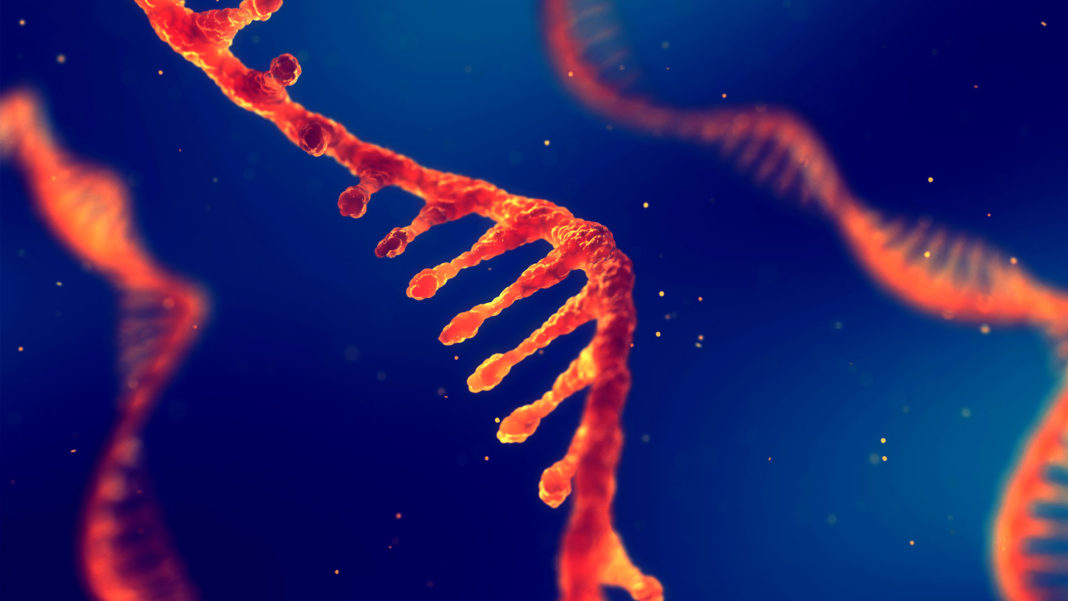 single strand ribonucleic acid rna